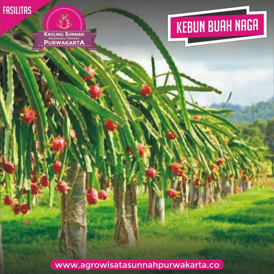 Kavling Sunnah Purwakarta Softlaunching 1 Kavling Sunnah Purwakarta Softlaunching 1