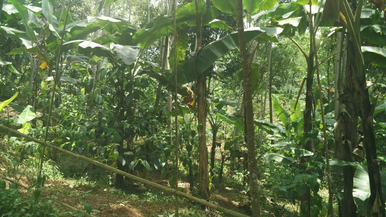 lokasi madania village cigudeg
