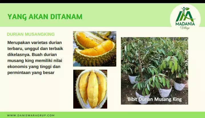 durian di madania village