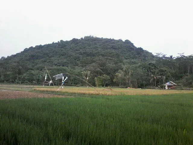 Kavling Produktif Aljami Bee Garden Jasinga 1