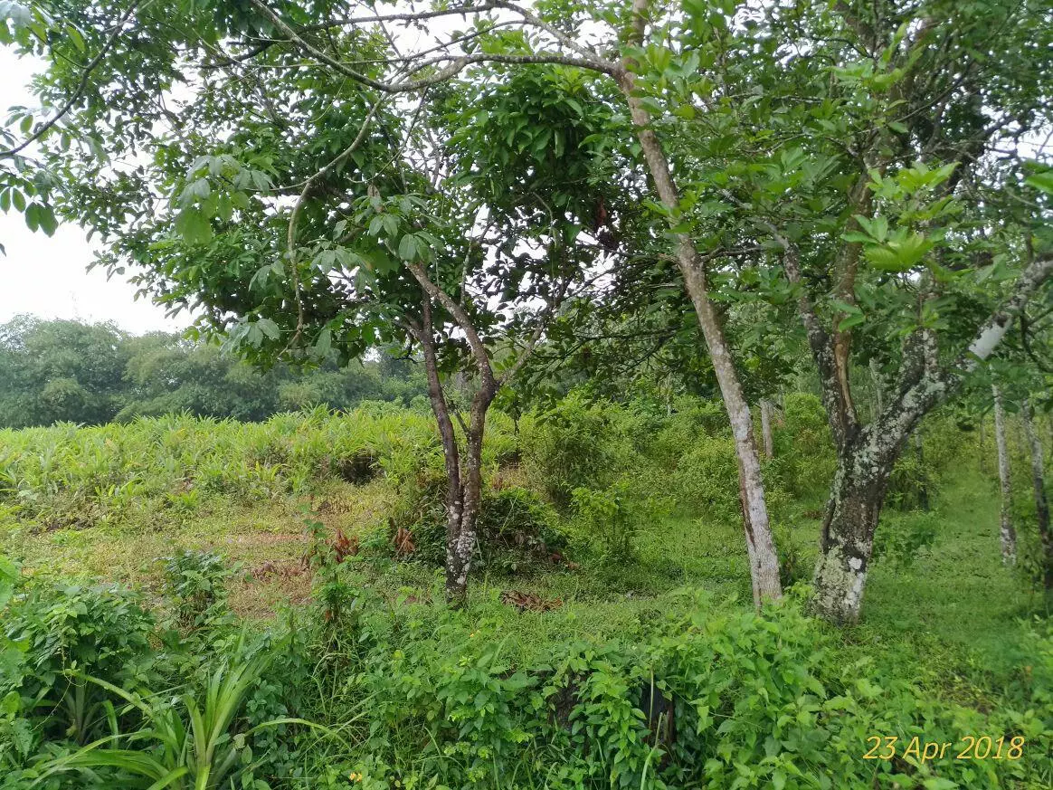 foto lokasi maja tropical garden